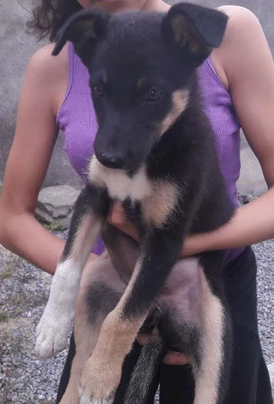 Cachorro ra a Sem raça distinta idade 2 a 6 meses nome Jade