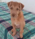 malu