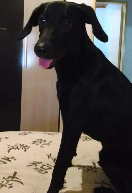 Cachorro ra a Labrador idade 7 a 11 meses nome Lord