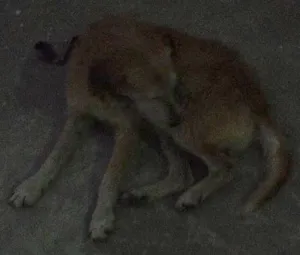 Cachorro raça vira lata idade 5 anos nome nao tem 