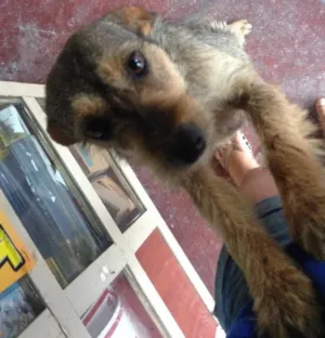 Cachorro raça Vira Lata idade 1 ano nome Larrissa e Barbinha