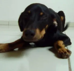 Cachorro raça Indefinido idade 7 a 11 meses nome Sem nome