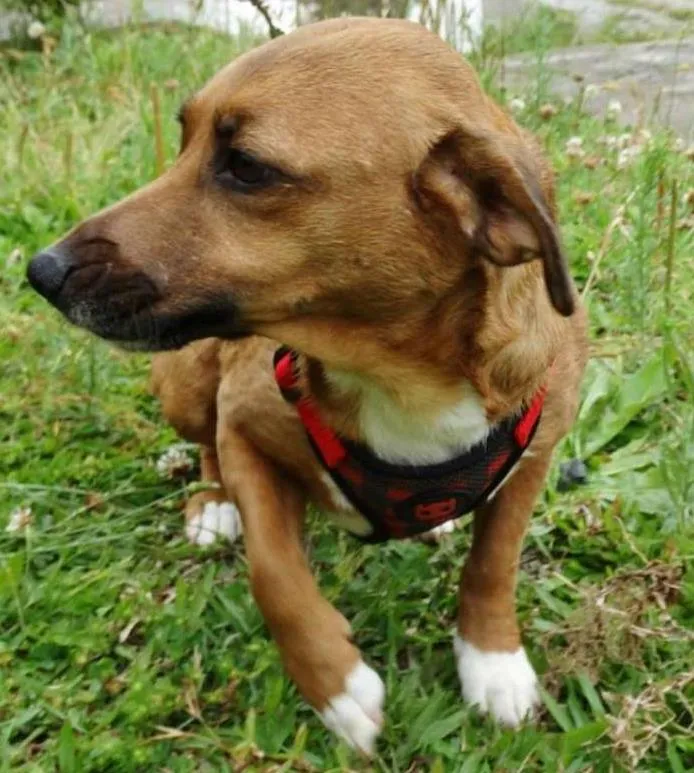 Cachorro ra a srd idade 4 anos nome Billy