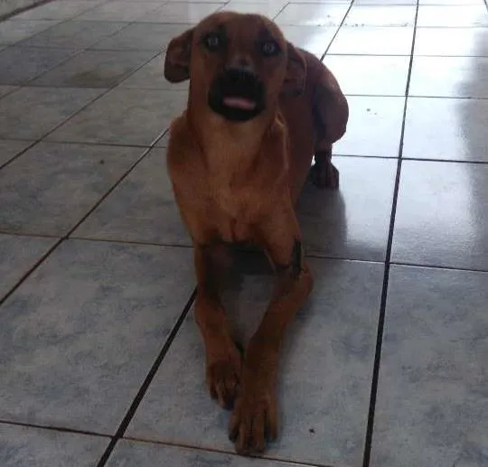 Cachorro ra a Não sei idade 1 ano nome Sem nome