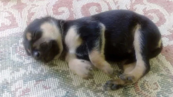 Cachorro ra a Vira lata idade Abaixo de 2 meses nome Lua