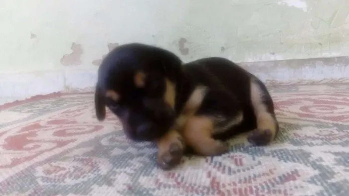 Cachorro ra a Vira lata idade Abaixo de 2 meses nome Lua
