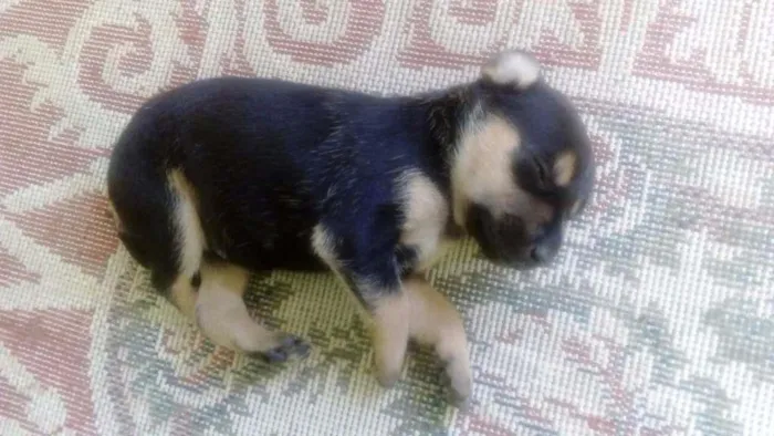 Cachorro ra a Vira lata idade Abaixo de 2 meses nome Lua