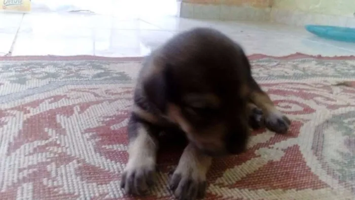 Cachorro ra a vira lata idade Abaixo de 2 meses nome Minerva