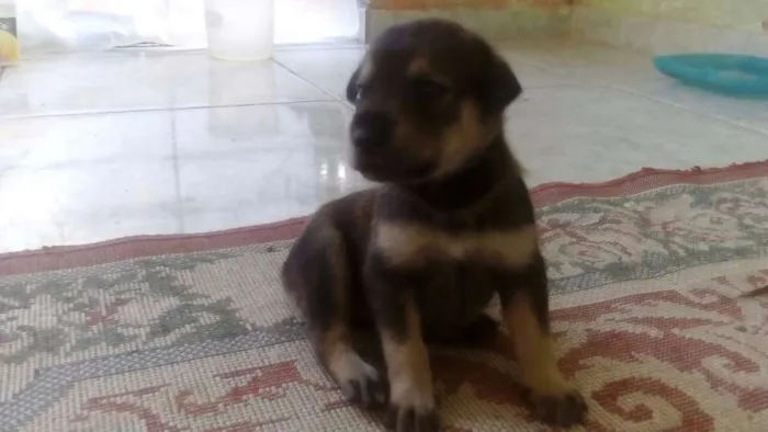 Cachorro ra a vira lata idade Abaixo de 2 meses nome Minerva