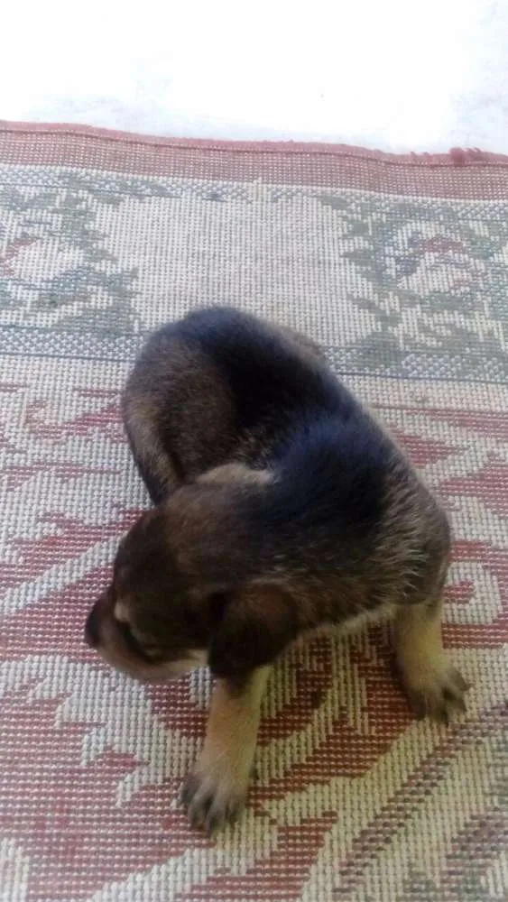 Cachorro ra a vira lata idade Abaixo de 2 meses nome Minerva