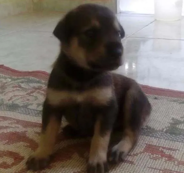 Cachorro ra a vira lata idade Abaixo de 2 meses nome Minerva