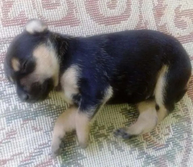 Cachorro ra a Vira lata idade Abaixo de 2 meses nome Lua