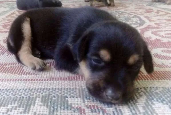 Cachorro ra a vira lata idade Abaixo de 2 meses nome Vênus