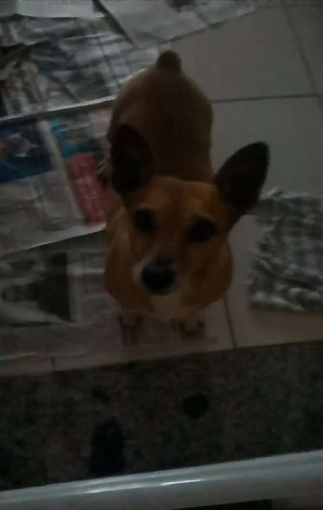 Cachorro ra a viralata idade 1 ano nome sem nome