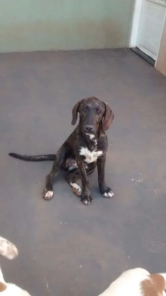 Cachorro ra a Fila brasileiro  idade 2 a 6 meses nome Mel