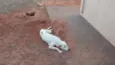 Bob