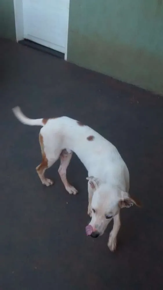 Cachorro ra a Mistura com labrador branco idade 2 a 6 meses nome Bob