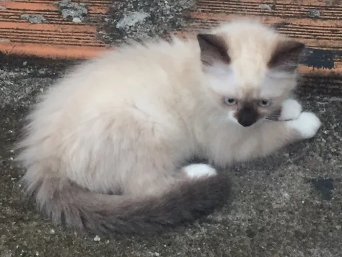 Gato raça Mestiço idade 2 a 6 meses nome Belinha 