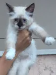 Belinha 