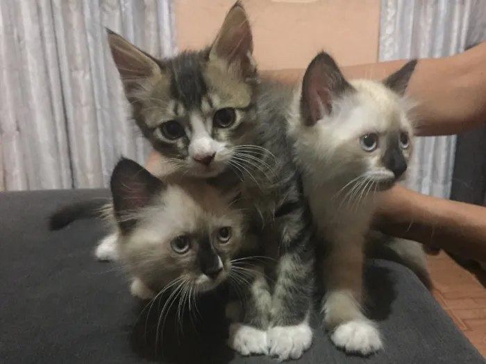 Gato raça Mestiço idade 2 a 6 meses nome Belinha 