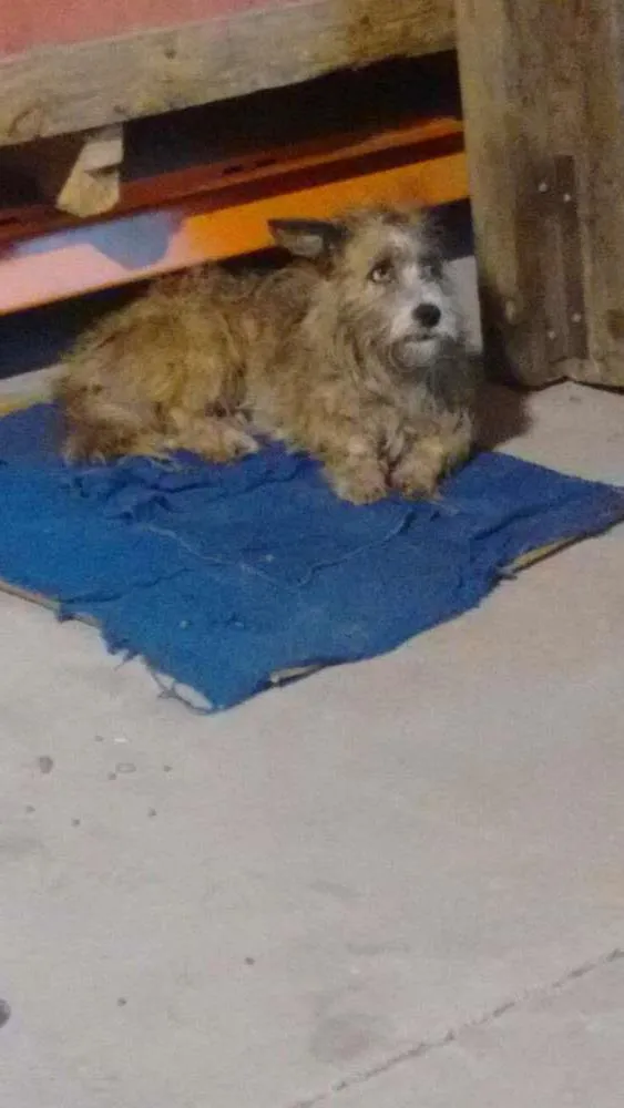 Gato ra a SRD idade 6 ou mais anos nome Não sei