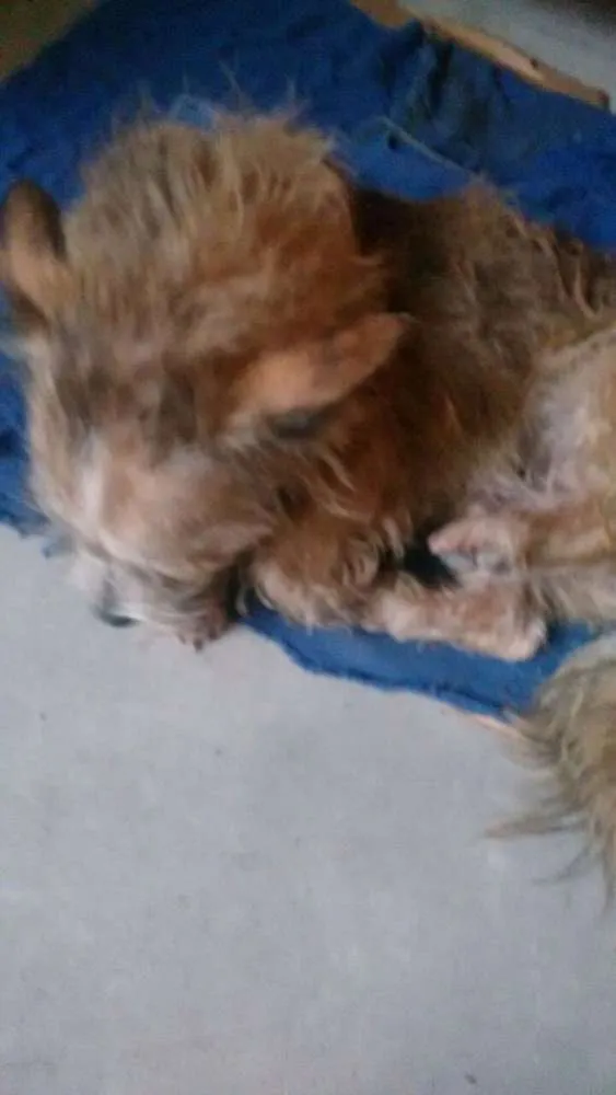 Gato ra a SRD idade 6 ou mais anos nome Não sei