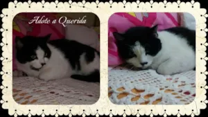 Gato raça SRD idade 2 anos nome Querida