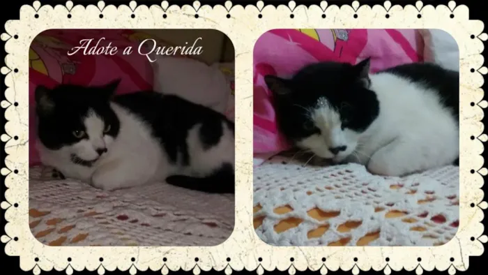 Gato ra a SRD idade 2 anos nome Querida