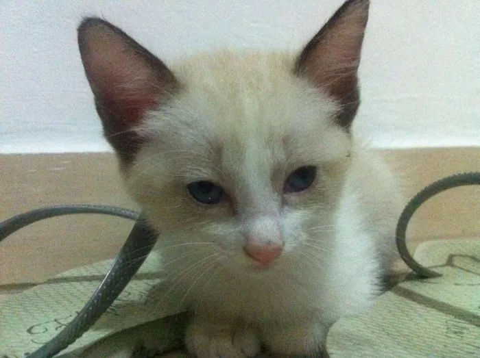 Gato raça SRD idade Abaixo de 2 meses nome Ainda sem nomes