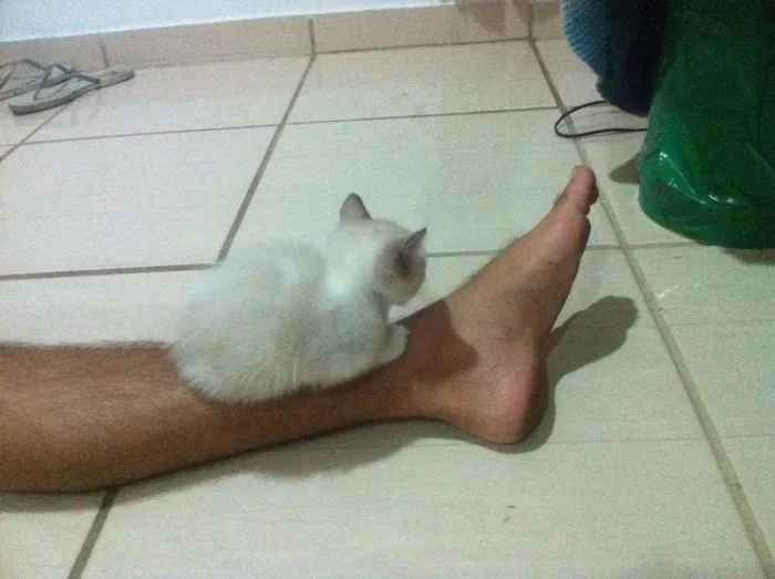 Gato raça SRD idade Abaixo de 2 meses nome Ainda sem nomes