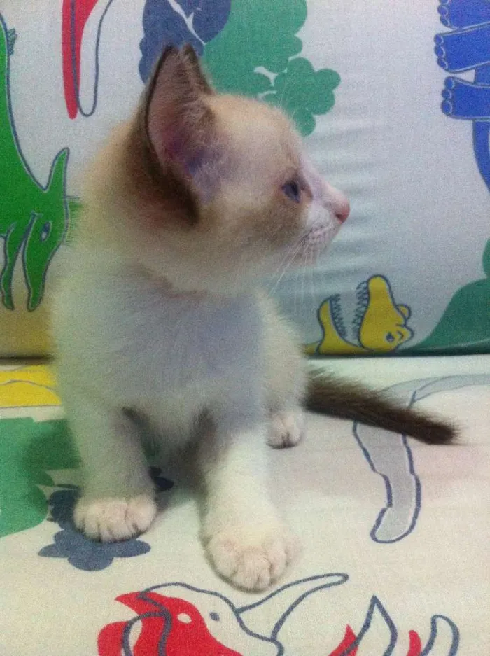 Gato raça SRD idade Abaixo de 2 meses nome Ainda sem nomes