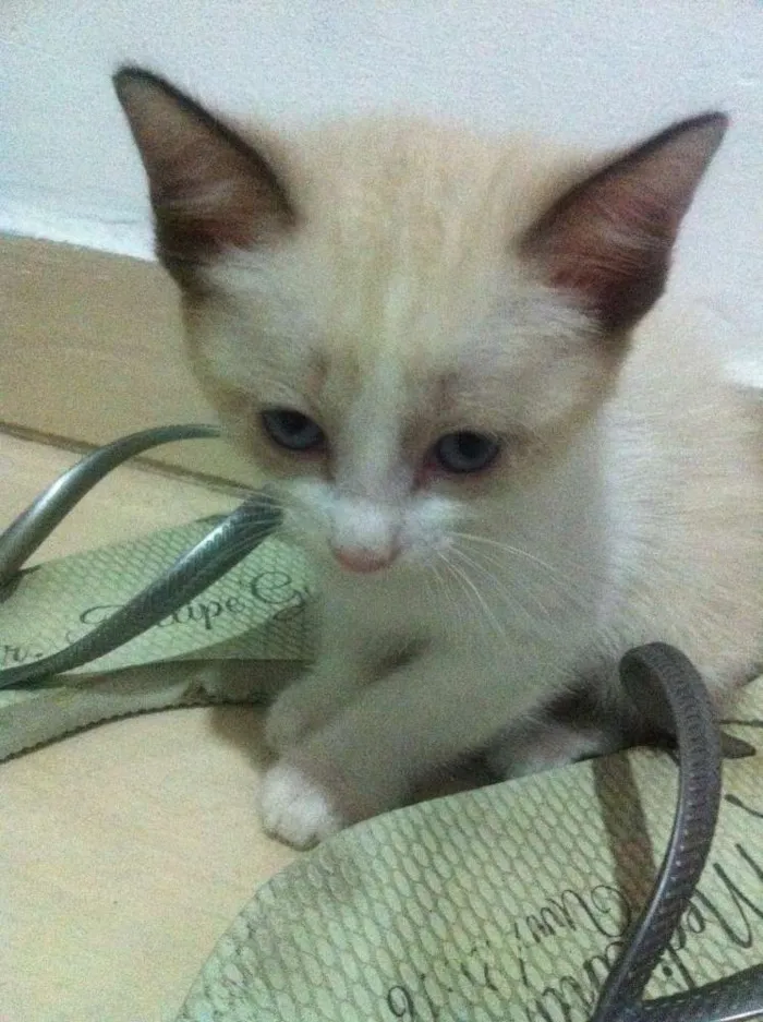 Gato raça SRD idade Abaixo de 2 meses nome Ainda sem nomes
