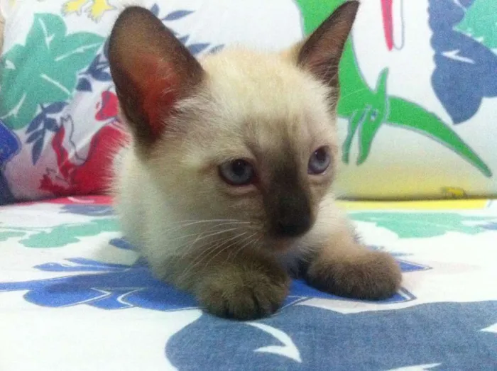 Gato raça SRD idade Abaixo de 2 meses nome Ainda sem nomes