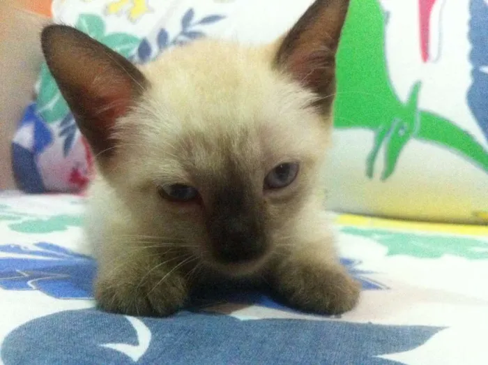 Gato raça SRD idade Abaixo de 2 meses nome Ainda sem nomes