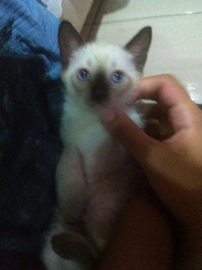 Gato raça SRD idade Abaixo de 2 meses nome Ainda sem nomes