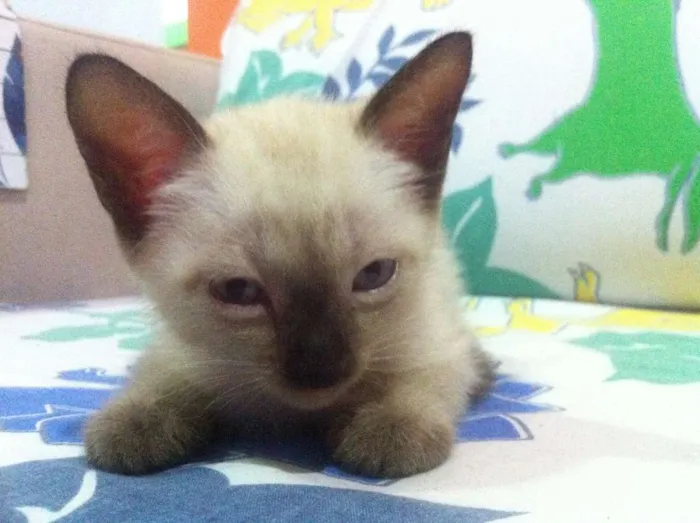 Gato raça SRD idade Abaixo de 2 meses nome Ainda sem nomes