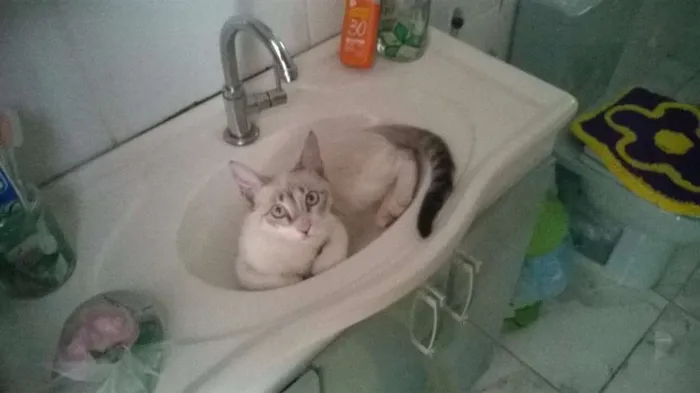 Gato raça SRD idade Abaixo de 2 meses nome Ainda sem nomes