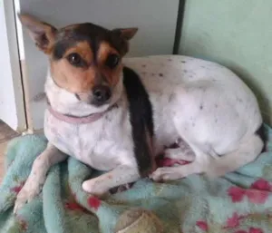 Cachorro raça Fox Paulistinha idade 1 ano nome Julli