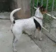 Julli