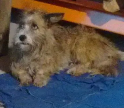 Gato ra a SRD idade 6 ou mais anos nome Não sei