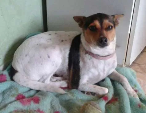 Cachorro ra a Fox Paulistinha idade 1 ano nome Julli