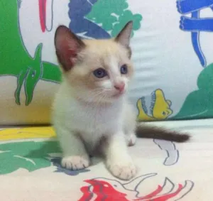 Gato raça SRD idade Abaixo de 2 meses nome Ainda sem nomes