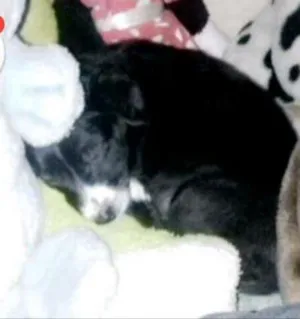 Cachorro raça Mestiço idade 2 a 6 meses nome Negan