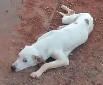 Cachorro ra a Mistura com labrador branco idade 2 a 6 meses nome Bob