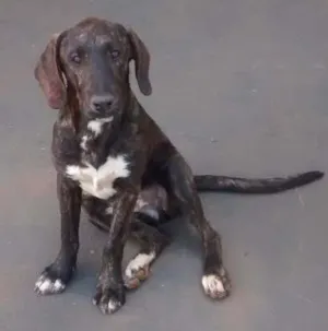 Cachorro raça Fila brasileiro  idade 2 a 6 meses nome Mel
