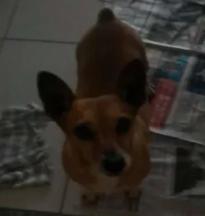 Cachorro raça viralata idade 1 ano nome sem nome