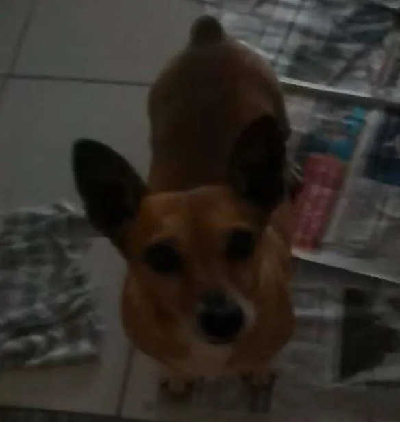 Cachorro ra a viralata idade 1 ano nome sem nome