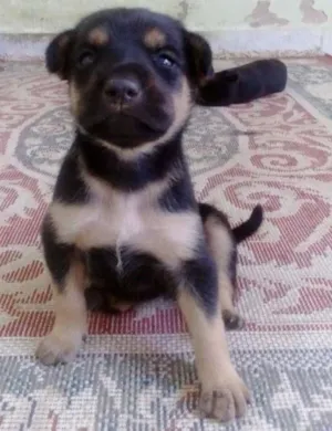 Cachorro raça vira lata idade Abaixo de 2 meses nome Vênus