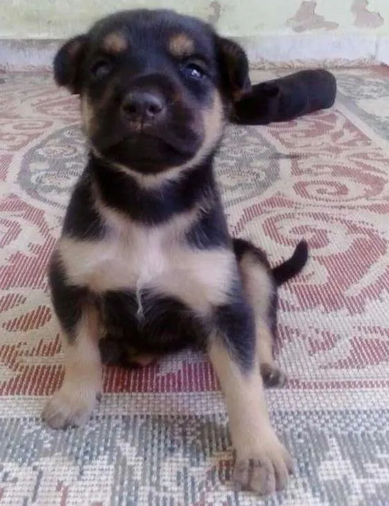 Cachorro ra a vira lata idade Abaixo de 2 meses nome Vênus
