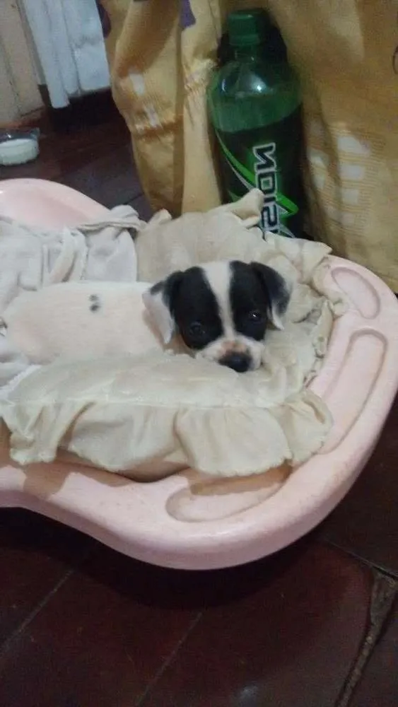 Cachorro ra a Vira-lata idade Abaixo de 2 meses nome Luna